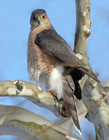 Cooper's Hawk (Accipiter cooperii)