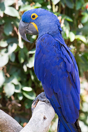 Hyacinth macaw (Anodorhynchus hyacinthinus)