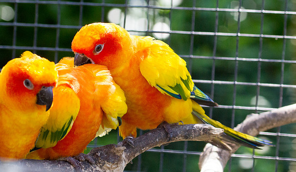 Sun parakeet (Aratinga solstitialis)