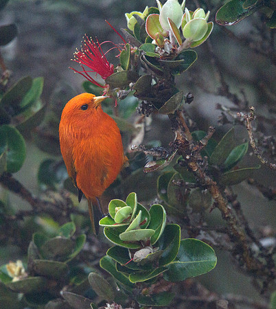 ʻAkepa (Loxops coccineus) Male