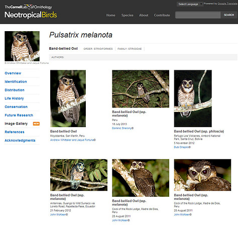 Cornell - Band-bellied Owl