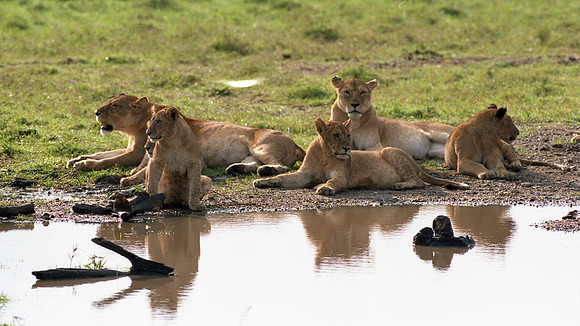 1988 Africa Lion cubs img451