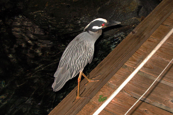 Yellow-crowned Night-Heron (Nyctanassa violacea)