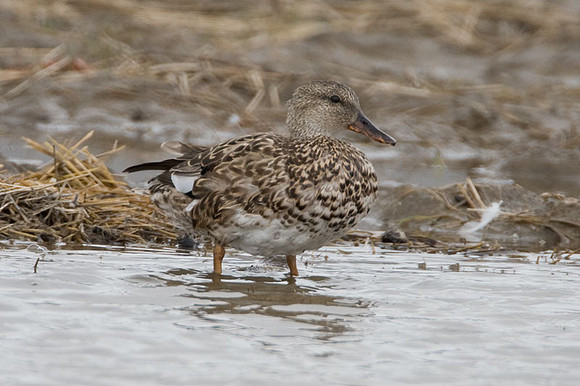 Gadwall (Anas strepera)