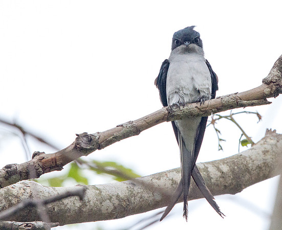 Grey-rumped treeswift (Hemiprocne longipennis)