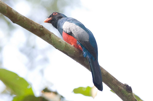 Slaty-tailed Trogon (Trogon massena)