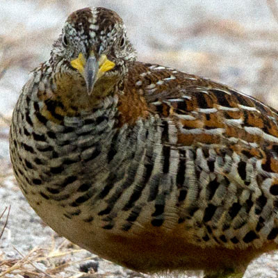 Barred Buttonquail (Turnix suscitator)
