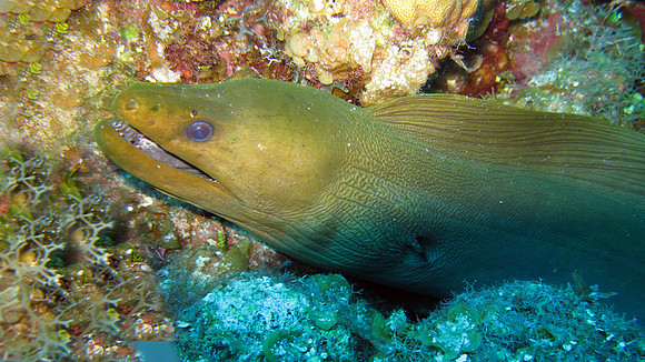 Green Moray (Gymnothorax funebris)