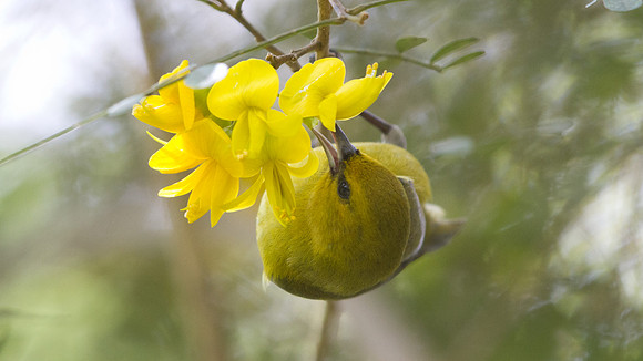 Hawaiʻi ʻAmakihi (Hemignathus virens)