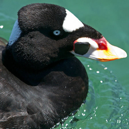 Surf Scoter (Melanitta perspicillata) Male