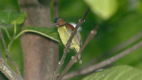 ?Red-throated Sunbird (Anthreptes rhodolaema)? male