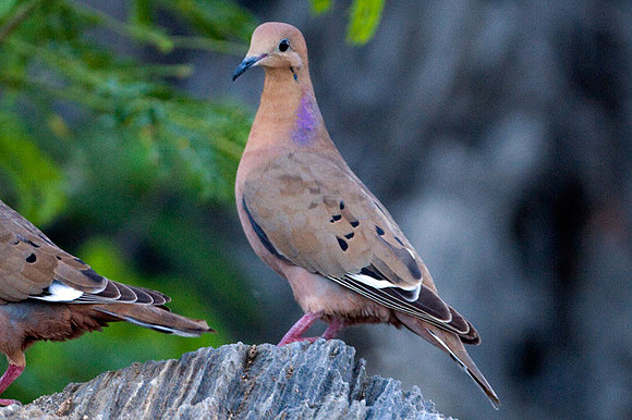Zenaida Dove (Zenaida aurita)