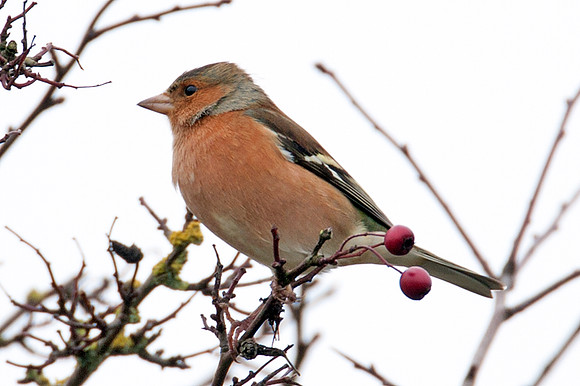 Chaffinch (Fringilla coelebs)