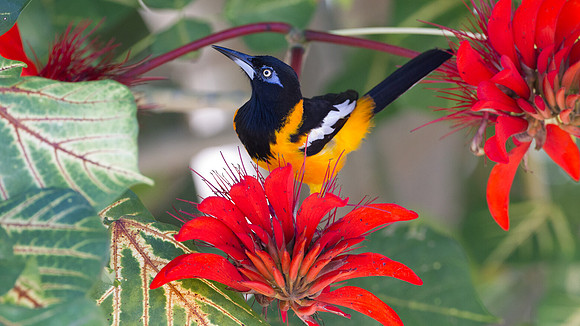 Venezuelan Troupial (Icterus icterus)