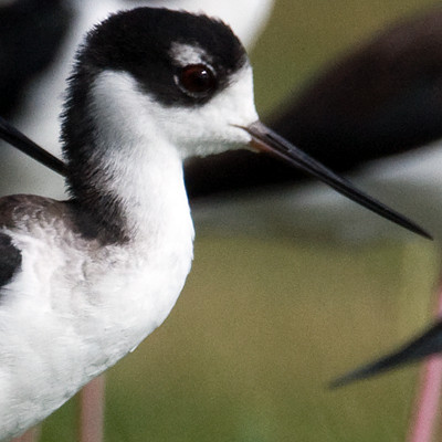 Black-necked Stilt (Himantopus mexicanus)