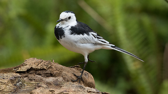 White wagtail (Motacilla alba)