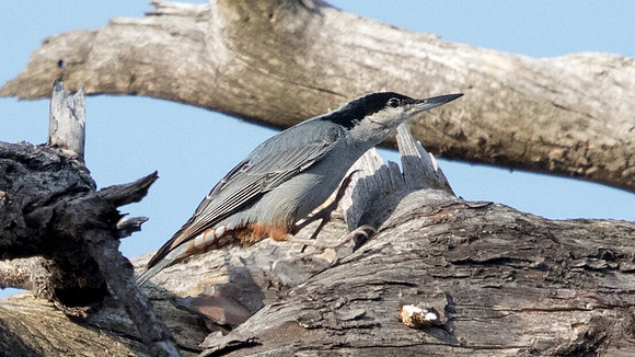 Giant nuthatch (Sitta magna)