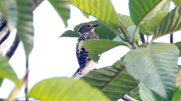 Buff-rumped Woodpecker (Meiglyptes tristis)
