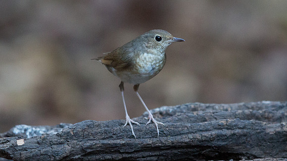 Siberian blue robin (Luscinia cyane) Female