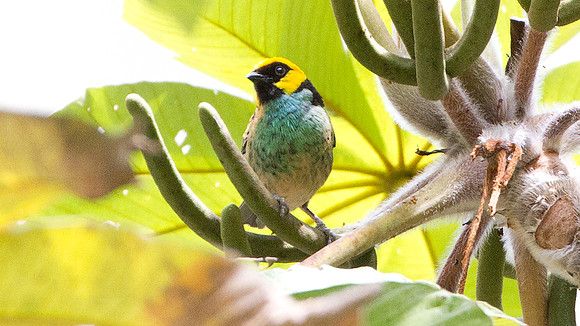Saffron-crowned Tanager (Tangara xanthocephala)