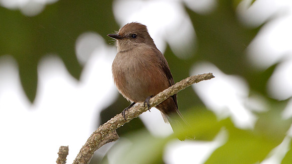 Vermilion Flycatcher (Pyrocephalus rubinus)