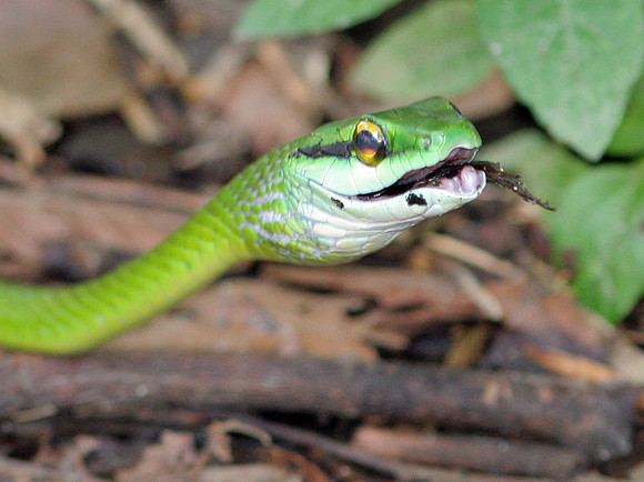 Green Parrot Snake (Leptophis ahaetulla)
