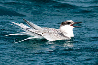 Roseate Tern (?) (Sterna dougallii) immature
