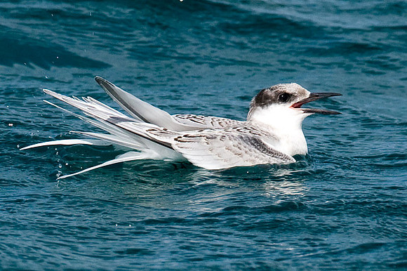 Roseate Tern (?) (Sterna dougallii) immature