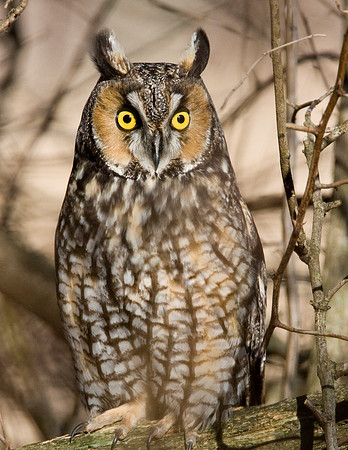 Long-eared Owl (Asio otus)