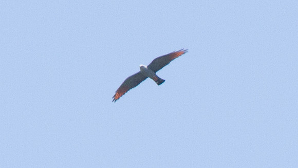 Plumbeous Kite (Ictinia plumbea)