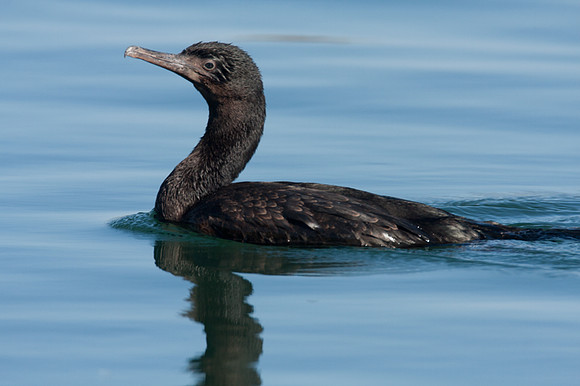 Brandt's Cormorant (Phalacrocorax penicillatus)