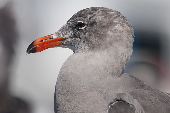 Heermann's Gull (Larus heermanni)
