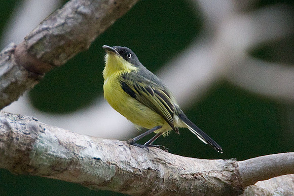 Common Tody-flycatcher (Todirostrum cinereum) also known as Black-fronted Tody-flycatcher