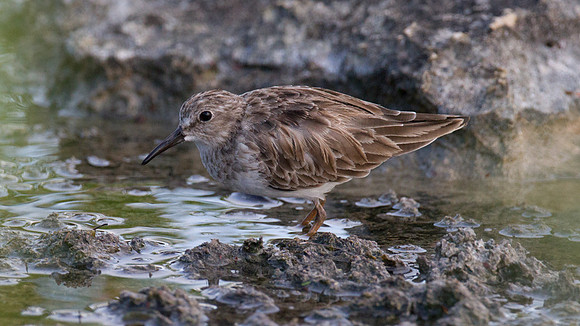 Least Sandpiper (Calidris minutilla)