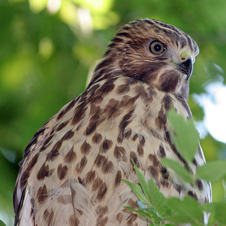 Cooper's Hawk (Accipiter cooperii)