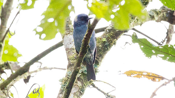 Bluish Flowerpiercer (Diglossopis caerulescens)