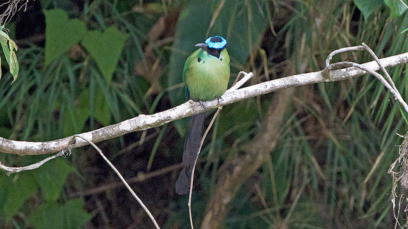 Highland Motmot (Momotus momota)