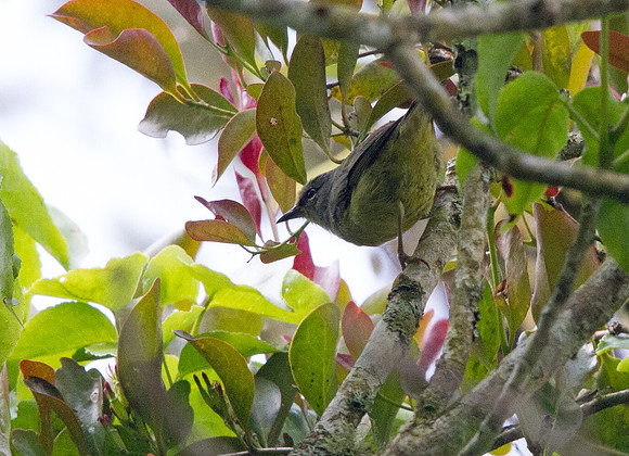 Mees's white-eye (Lophozosterops javanicus)