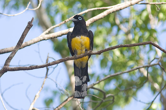 Black-headed Trogon (Trogon melanocephalus)