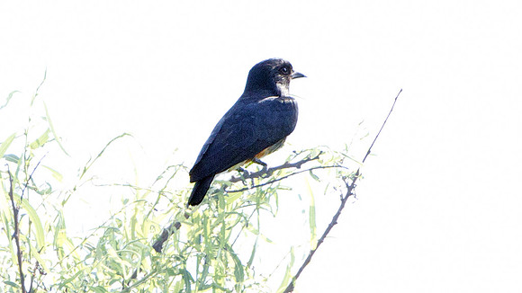 Swallow-winged Puffbird (Chelidoptera tenebrosa)