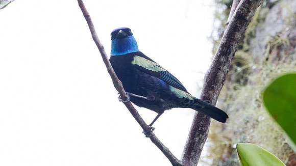 Blue-necked Tanager (Tangara cyanicollis)