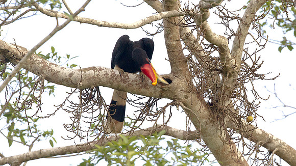 Rhinoceros Hornbill (Buceros rhinoceros) male
