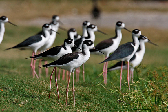 Black-necked Stilt (Himantopus mexicanus)