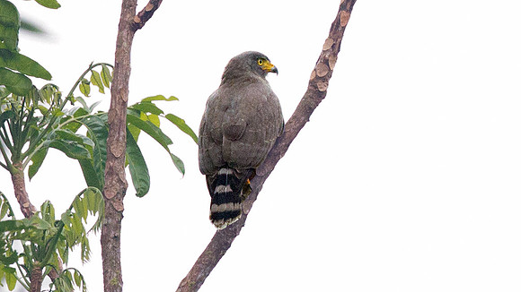 Roadside Hawk (Buteo magnirostris)