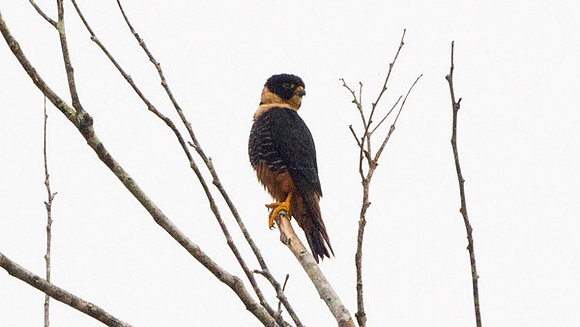 Bat Falcon (Falco rufigularis)