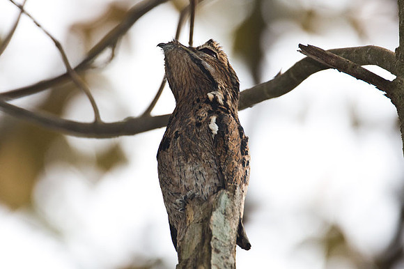Common Potoo (Nyctibius griseus)