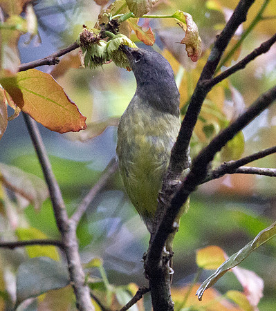 Mees's white-eye (Lophozosterops javanicus)