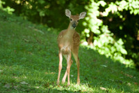 White-tailed Deer (Odocoileus virginianus)