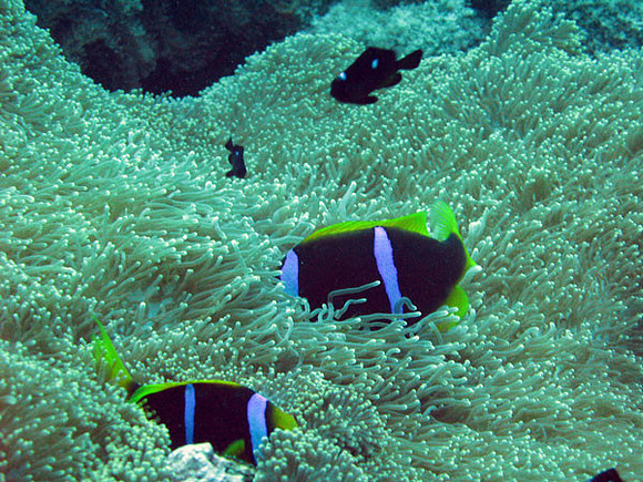 Clownfish (Family Pomacentridae)