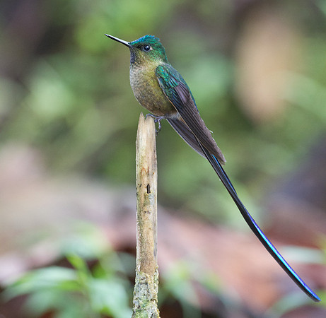 Violet-tailed Sylph (Aglaiocercus coelestis)